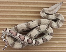 BLU2-29-16PASANERY1- Picture taken on 4/2/16 (indoors in a light tent - no flash).