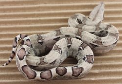 BLU2-29-16PASANERY1- Picture taken on 4/2/16 (indoors in a light tent - no flash).