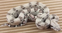 BLU2-29-16PASANERY1- Picture taken on 4/2/16 (indoors in a light tent - no flash).