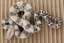 BLU2-29-16PASANERY2- Picture taken on 4/2/16 (indoors in a light tent - no flash).