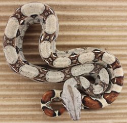 BLU2-29-16HETANERY- Picture taken on 4/2/16 (indoors in a light tent - no flash).