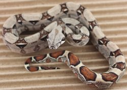 BLU2-29-16HETANERY- Picture taken on 4/2/16 (indoors in a light tent - no flash).