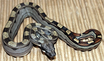 Male Pastel Motley Het Anery Boa Constrictor