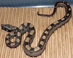 BLU2-29-16PASMOTHETANERY - Picture taken on 5/1/16.