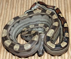 BLU2-29-16PASMOTHETANERY - Picture taken on 5/1/16.