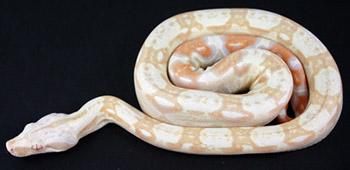 Male Sharp Albino 66% Possible Het Anery (Het Sharp Snow) Boa Constrictor