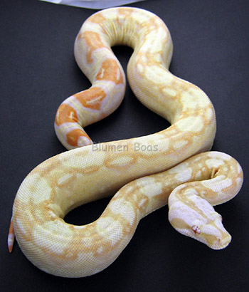 Male Sharp Albino 66% Possible Het Anery (Het Sharp Snow) Boa Constrictor