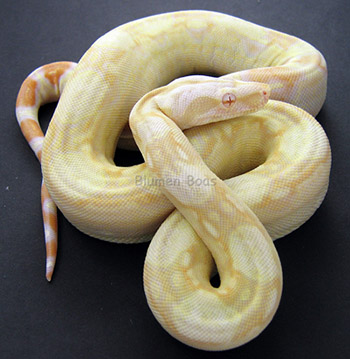 Male Sharp Albino 66% Possible Het Anery (Het Sharp Snow)