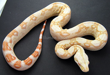 Female Sharp Albino 66% Possible Het Anery (Het Sharp Snow)