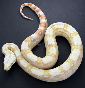 Male Sharp Albino 66% Possible Het Anery (Het Sharp Snow)