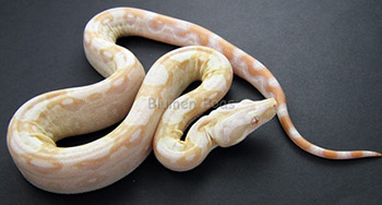 Female Sharp Albino 66% Possible Het Anery (Het Sharp Snow)