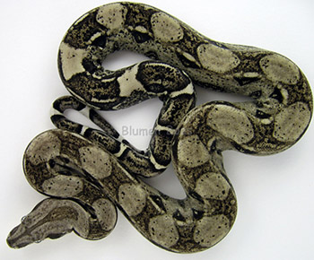 Male Anery 66% Possible Het Sharp Albino (Het Sharp Snow) Boa Constrictor