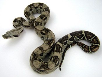 Male Normal 66% Possible DH Sharp Snow (Het Sharp Albino Het Anery)