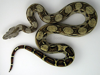 Male Normal 66% Possible DH Sharp Snow (Het Sharp Albino Het Anery)