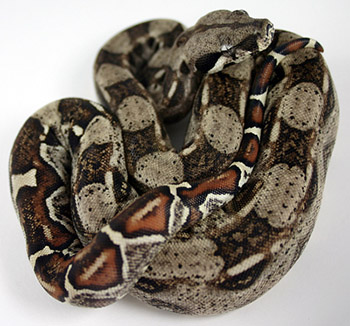 Female Normal 66% Possible DH Sharp Snow (Het Sharp Albino Het Anery)