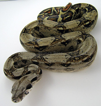 Female Normal 66% Possible DH Sharp Snow (Het Sharp Albino Het Anery)