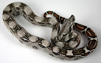 Male Normal 66% Possible DH Sharp Snow (Het Sharp Albino Het Anery)