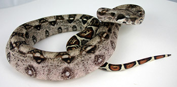 Male Normal 66% Possible DH Sharp Snow (Het Sharp Albino Het Anery)