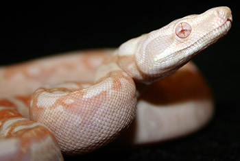 Female Sharp Albino 66% Possible Het Anery (Het Sharp Snow) Boa Constrictor