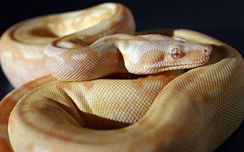 Female Sharp Albino 66% Possible Het Anery (Het Sharp Snow)