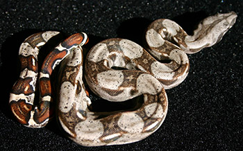 Female Normal 66% Possible DH Sharp Snow (Het Sharp Albino Het Anery)