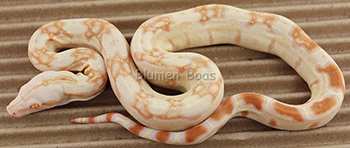 Female Sharp Albino 66% Het Russian T+ (Blonde T+) Boa Constrictor