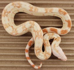BLU3-20-16ALBHETRUS1- Picture taken on 4/2/16 (indoors in a light tent - no flash).