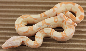 Female Sharp Albino 66% Het Russian T+ (Blonde T+) Boa Constrictor