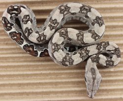 BLU3-20-16HETALBRUS2 - Picture taken on 4/2/16 (indoors in a light tent - no flash).