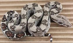 BLU3-20-16HETALBRUS2 - Picture taken on 4/2/16 (indoors in a light tent - no flash).