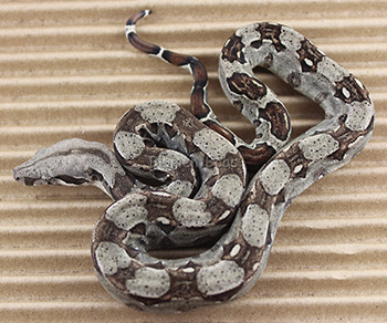 Female 66% Het Russian T+ (Blonde T+) 66% Het Sharp Albino Boa