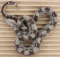 BLU3-20-16HETALBRUS3 - Picture taken on 4/2/16 (indoors in a light tent - no flash).