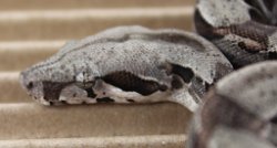 BLU3-20-16HETALBRUS3 - Picture taken on 4/2/16 (indoors in a light tent - no flash).