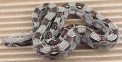 BLU3-20-16HETALBRUS3 - Picture taken on 4/2/16 (indoors in a light tent - no flash).