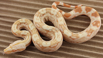 Female Sharp Albino het Anery Boa