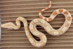 BLU3-22-16ALBHETANERY1 - Picture taken on 4/2/16 (indoors in a light tent - no flash).