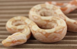 BLU3-22-16ALBHETANERY1 - Picture taken on 4/2/16 (indoors in a light tent - no flash).