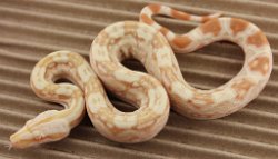 BLU3-22-16ALBHETANERY1 - Picture taken on 4/2/16 (indoors in a light tent - no flash).