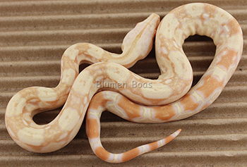 Female Sharp Albino het Anery Boa