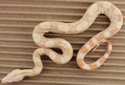 BLU3-22-16ALBHETANERY2 - Picture taken on 4/2/16 (indoors in a light tent - no flash).