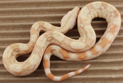 BLU3-22-16ALBHETANERY2 - Picture taken on 4/2/16 (indoors in a light tent - no flash).