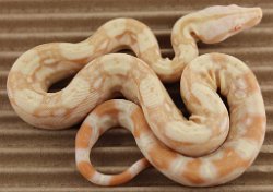 BLU3-22-16ALBHETANERY2 - Picture taken on 4/2/16 (indoors in a light tent - no flash).
