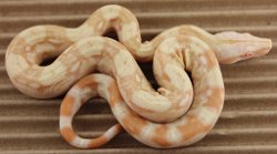 BLU3-22-16ALBHETANERY2 - Picture taken on 4/2/16 (indoors in a light tent - no flash).