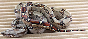 Female 66% Possible Het Leopard Boa Constrictor