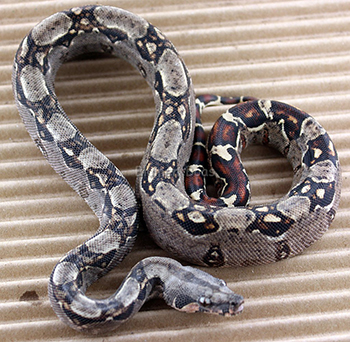 Female 66% Possible het Leopard Boa Constrictor