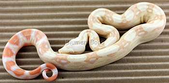 Female Sharp Albino Het Anery Boa Constrictor