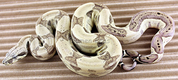 Female Sharp Albino het Anery Boa