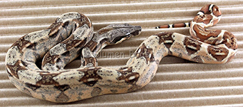 Female Hypo Het Anery 66% Possible Het Sharp Albino (Het Snowglow) Boa Constrictor