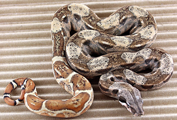 Male Hypo Het Anery 66% Possible Het Sharp Albino (Het Snowglow) Boa Constrictor