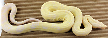 Male Sharp Snow Boa Constrictor